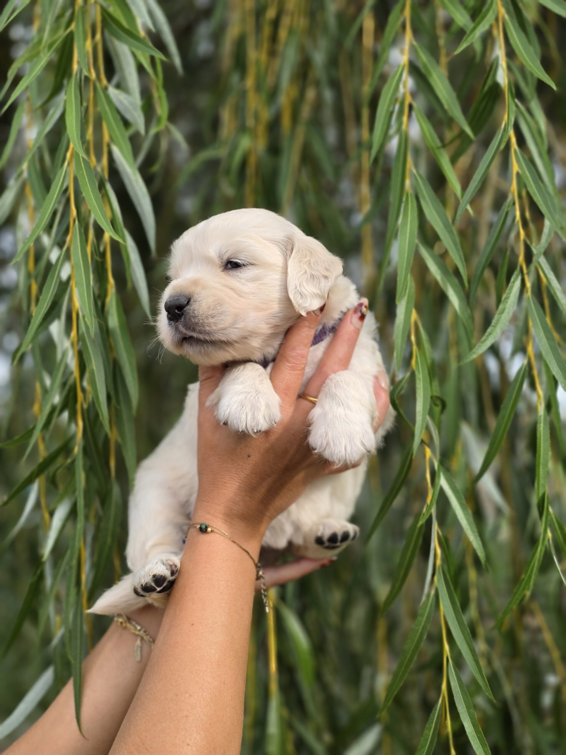Blue Star, chiot Golden Retriever
