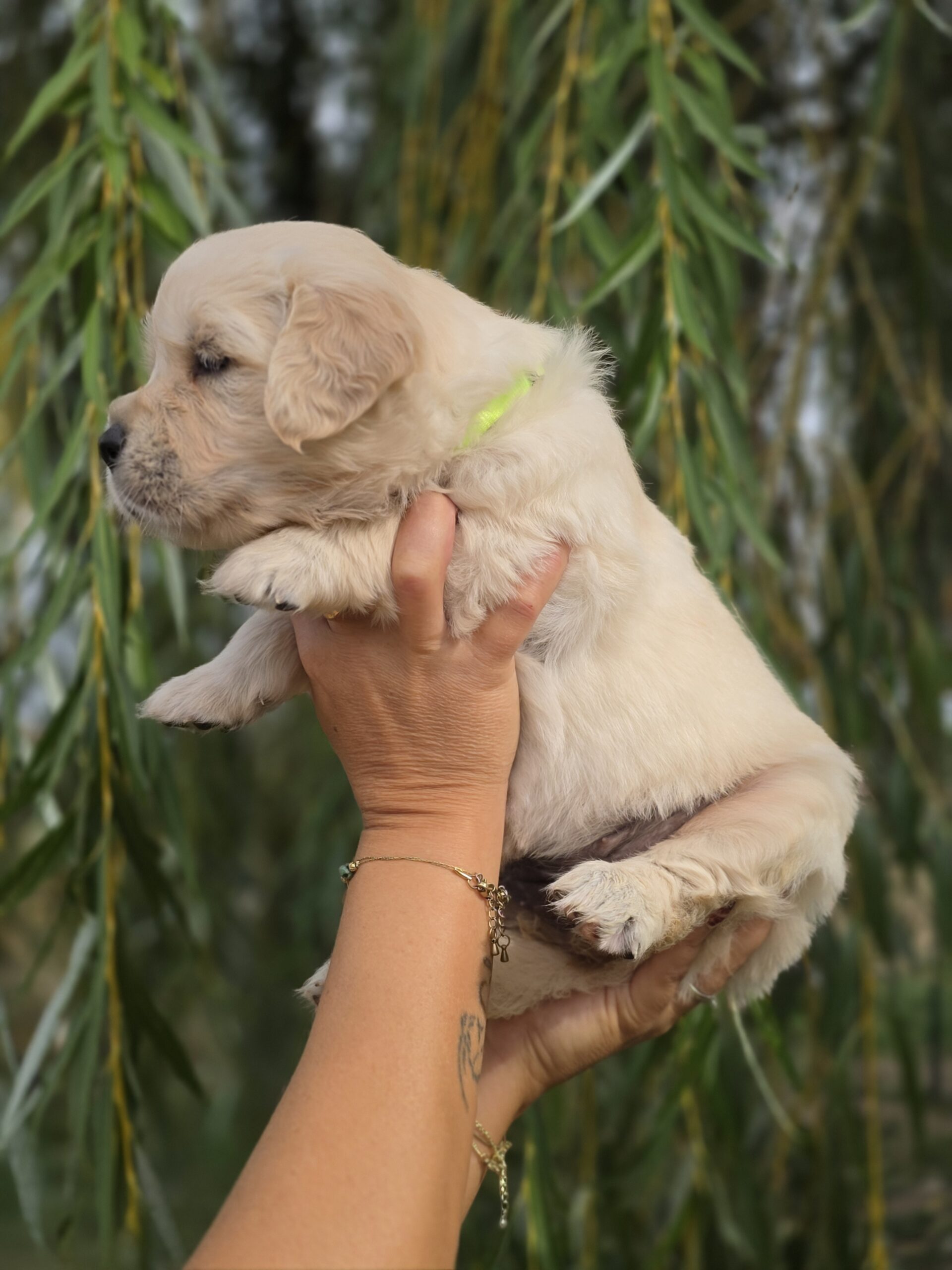 Bess Lovett, chiot Golden Retriever