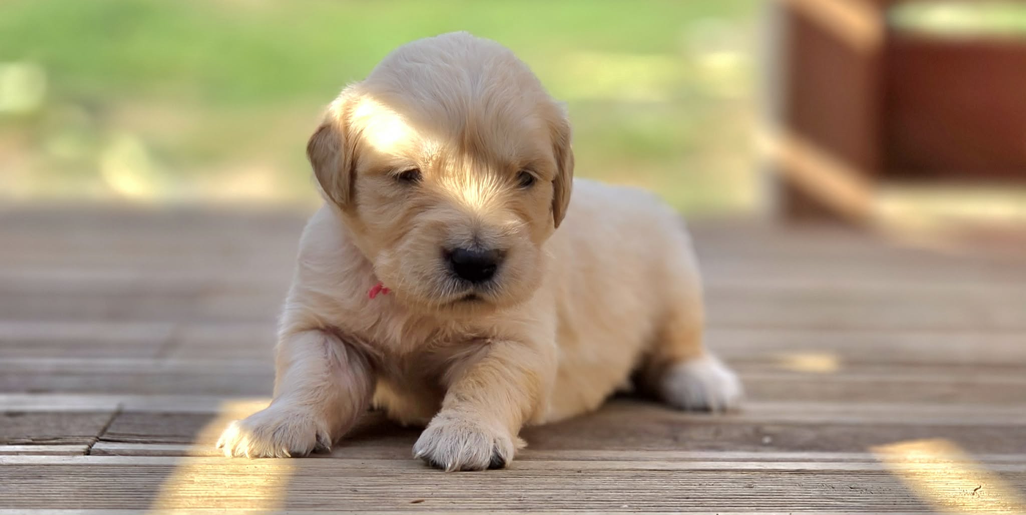 Diana, chiot Golden Retriever