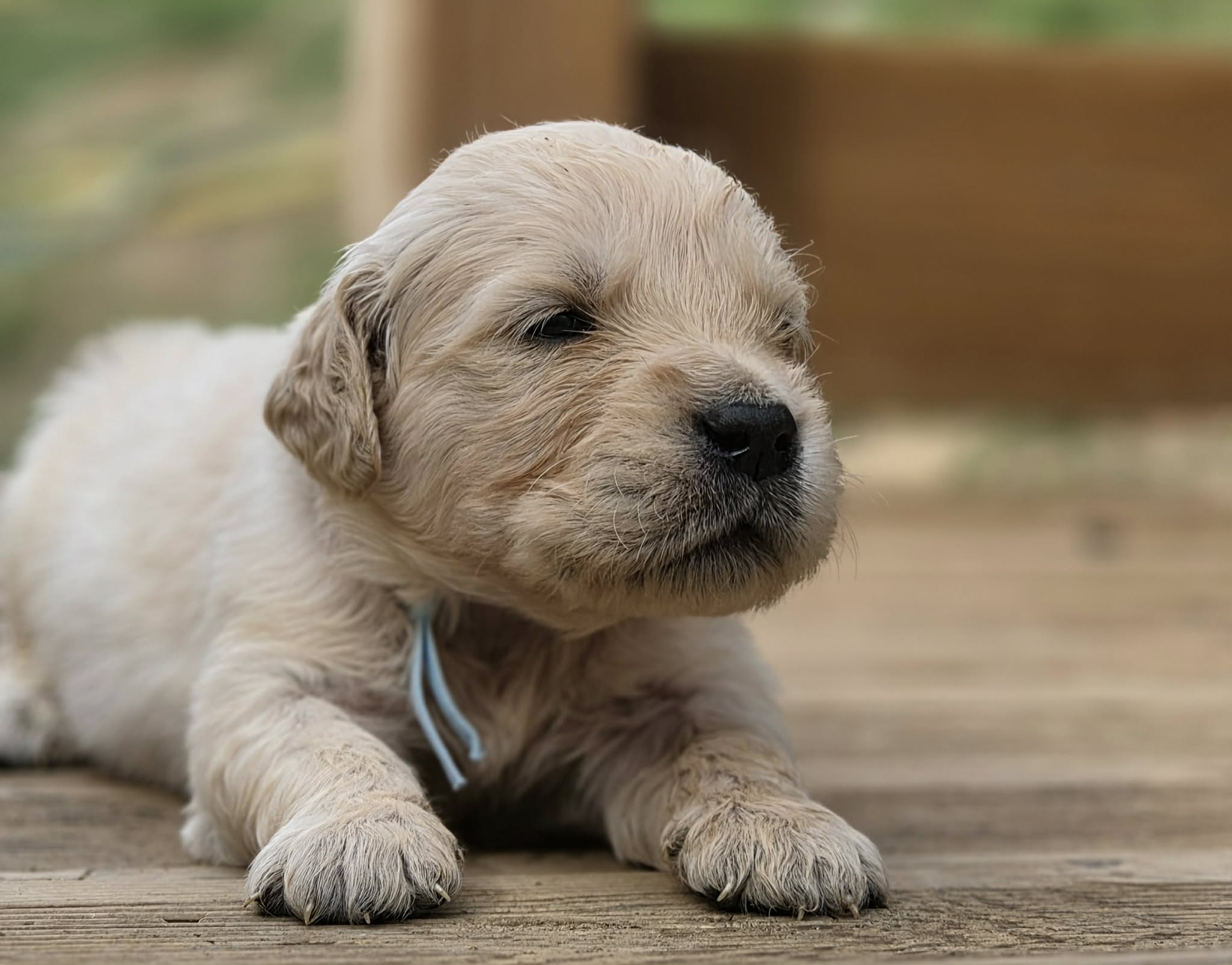Marley