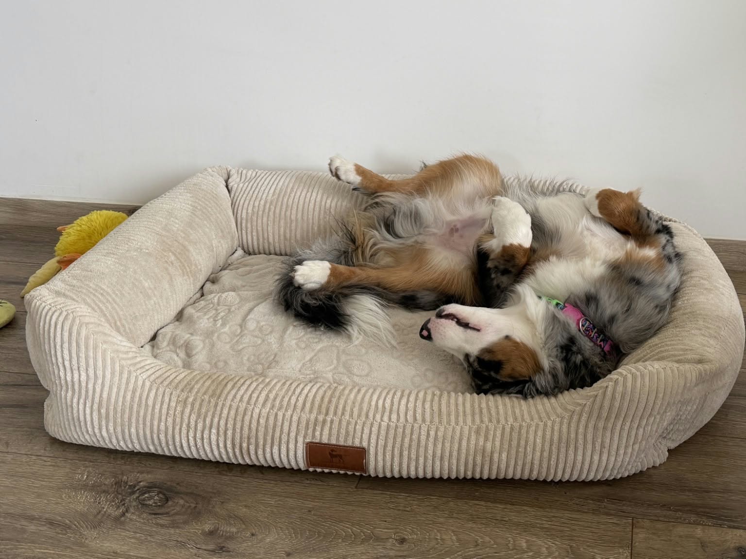 Chiot des Alizés de Maëlynn dans son nouveau quotidien