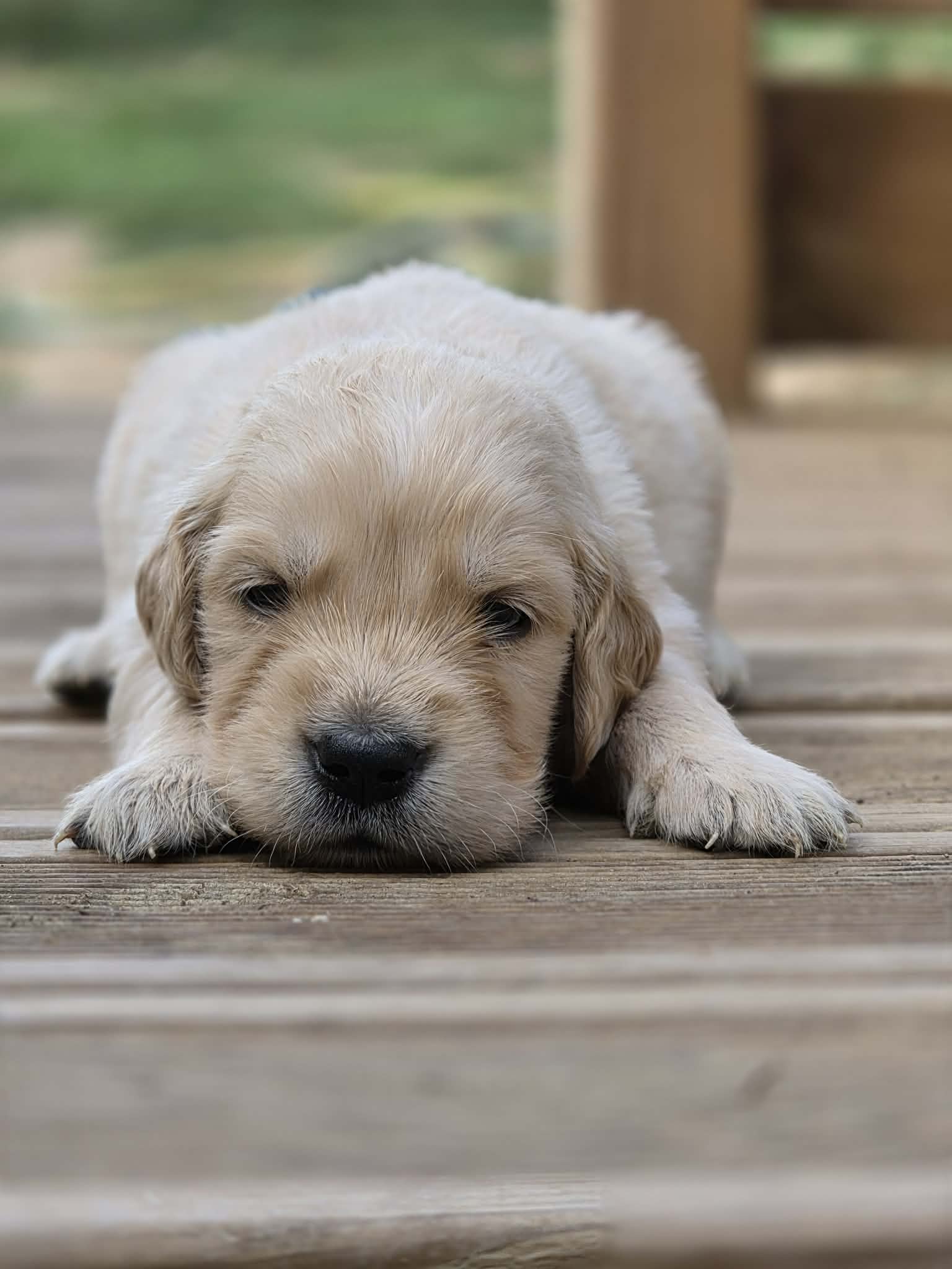 Brian, chiot Golden Retriever