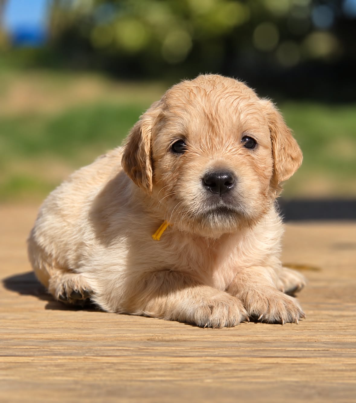 Dolly, chiot Golden Retriever femelle
