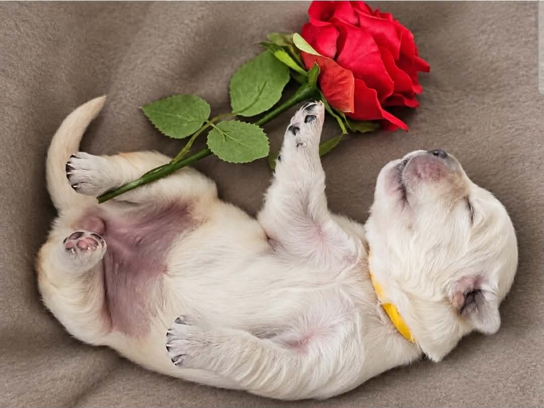 Bess Lovett, chiot Golden Retriever