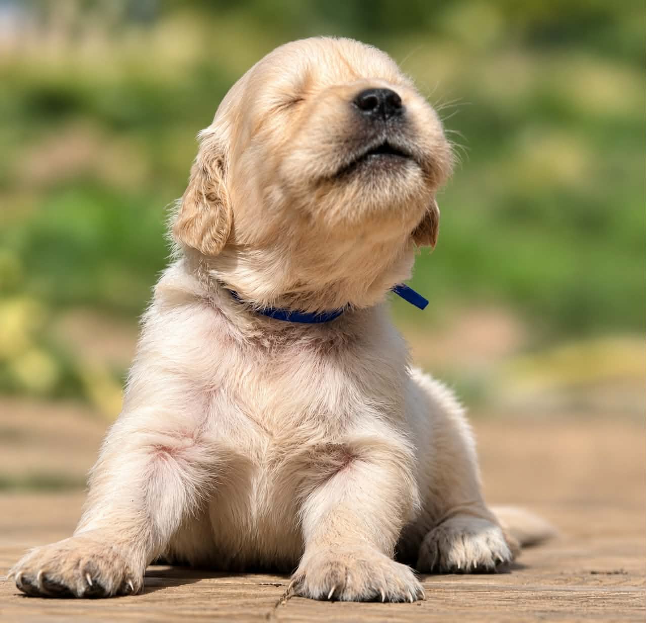 Elvis, chiot Golden Retriever