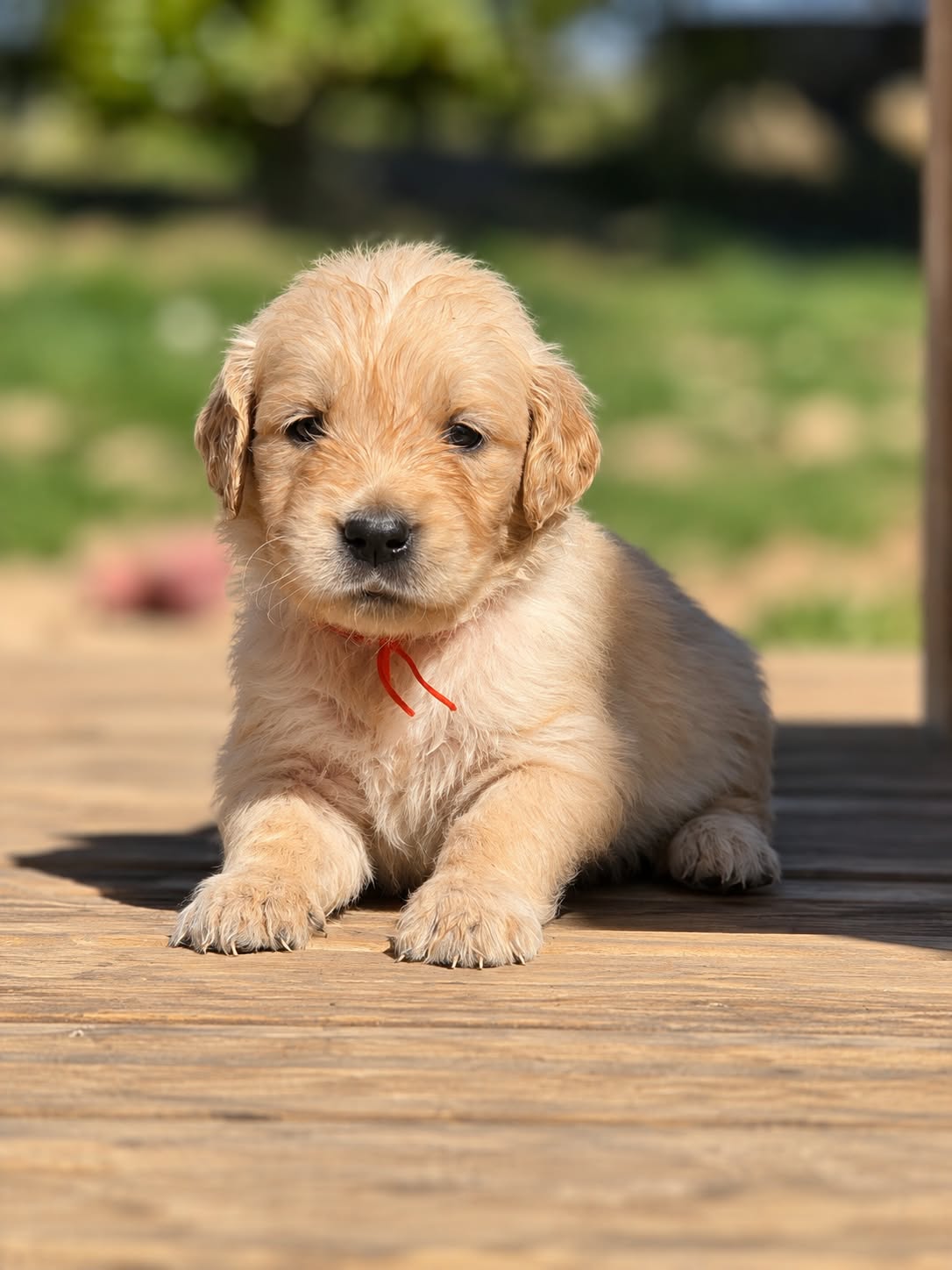 Miley, chiot Golden Retriever femelle