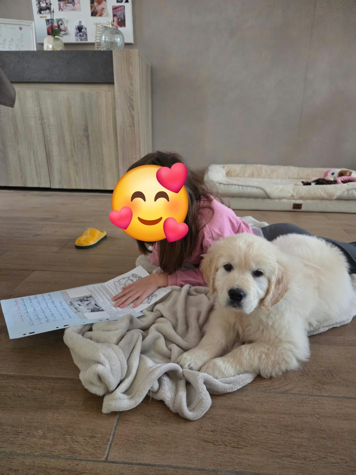 Chiot Golden Retriever dans sa nouvelle famille