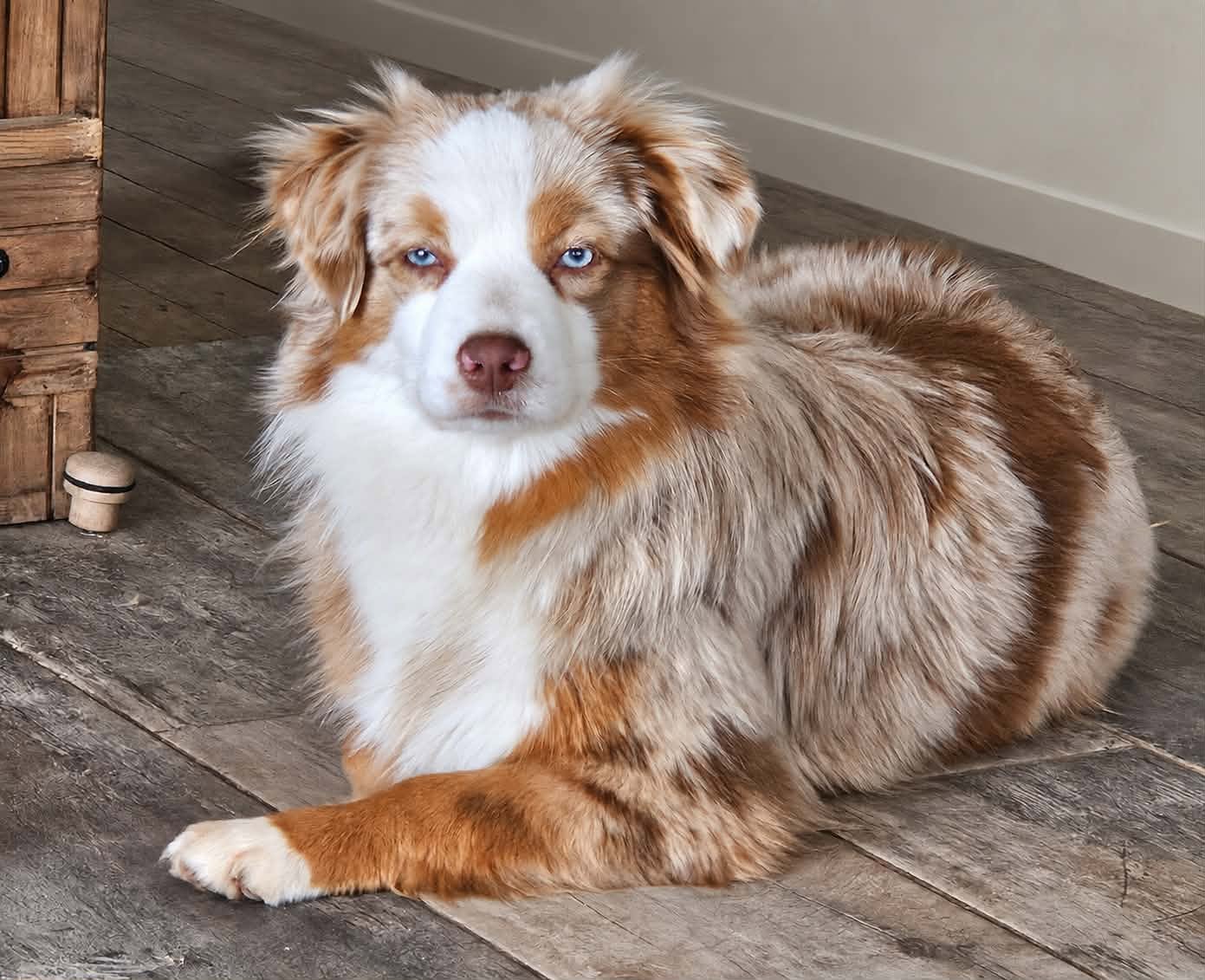 Appy, Angeless Hollywood Star des Alizés de Maëlynn