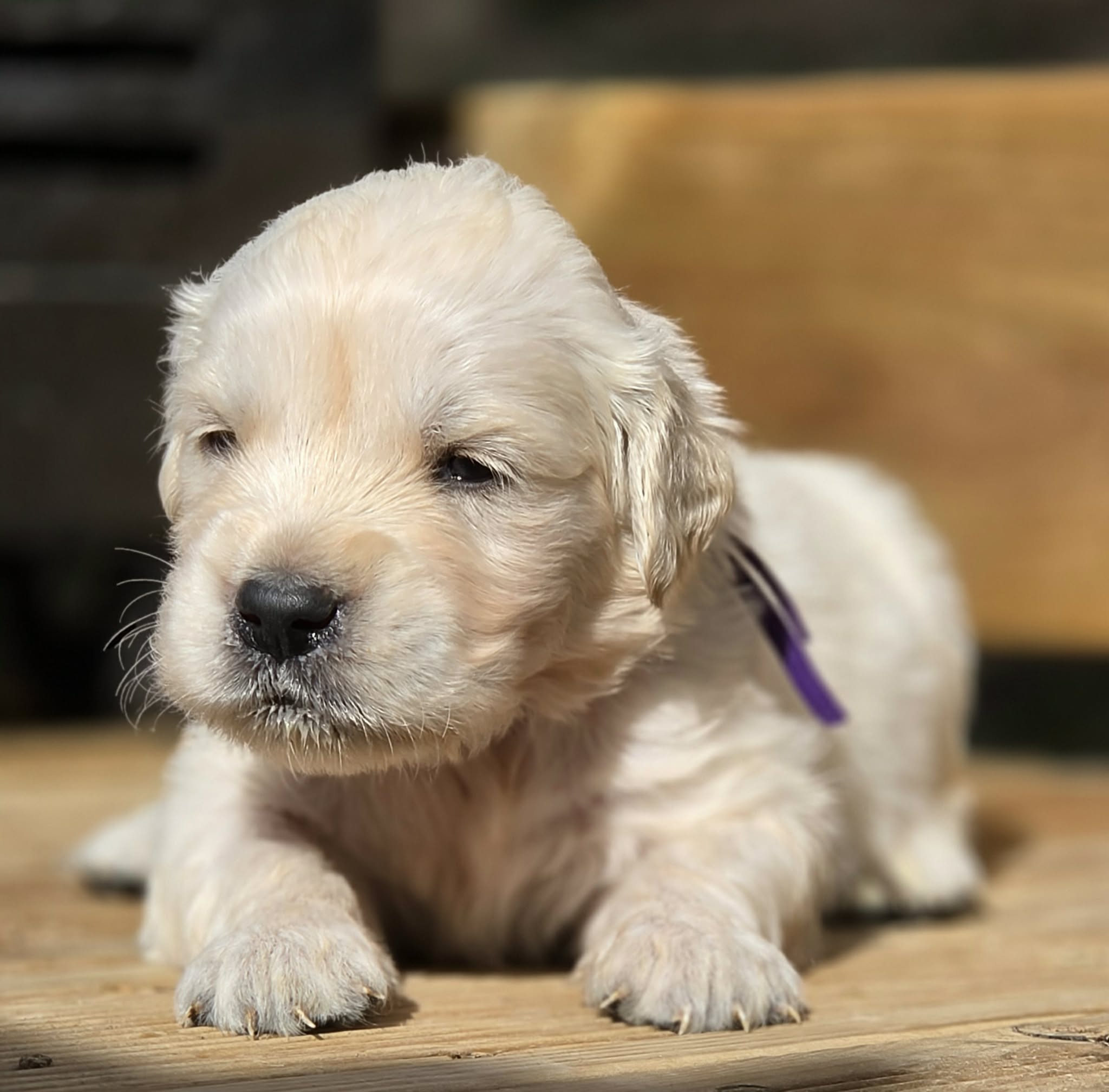 Amy, chiot Golden Retriever