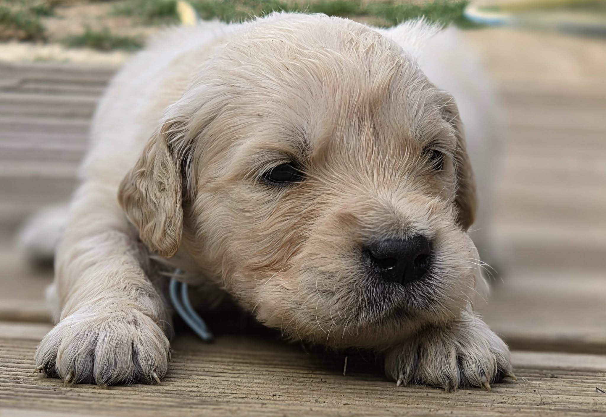 Marley