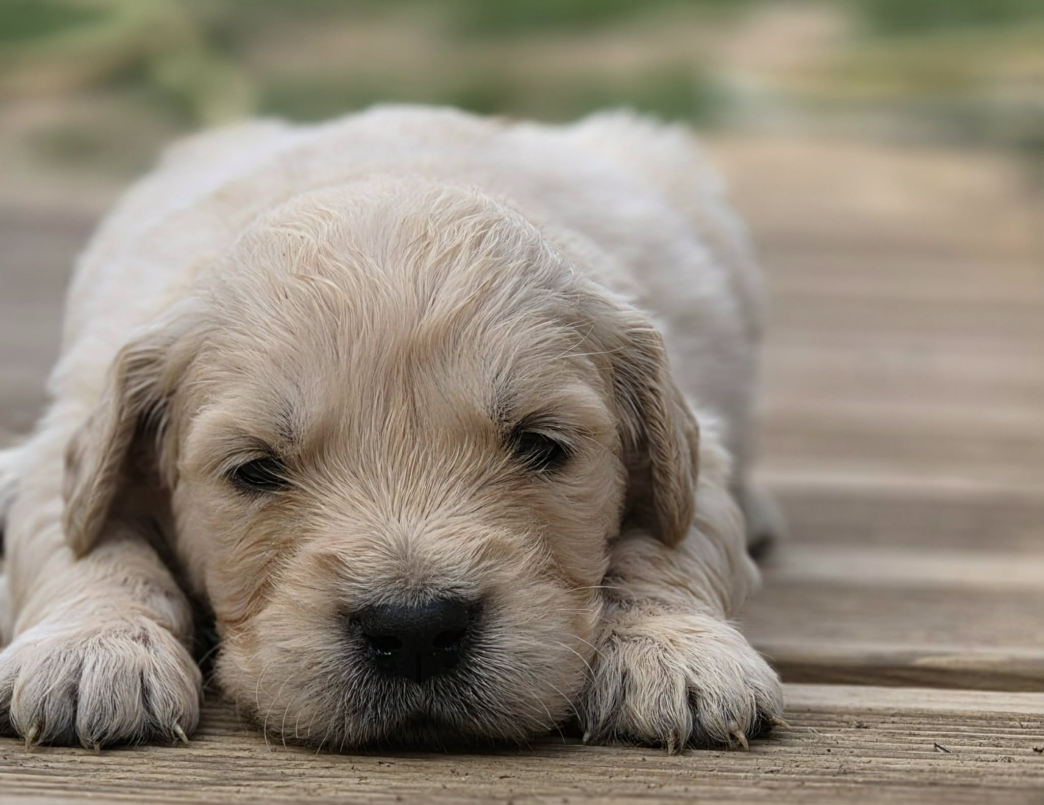 Marley, chiot Golden Retriever