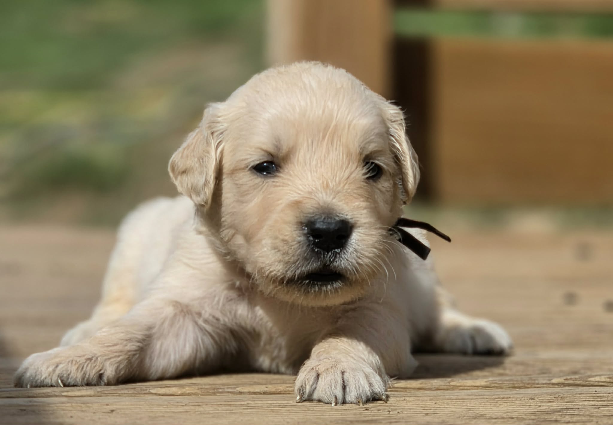 Ben, chiot Golden Retriever