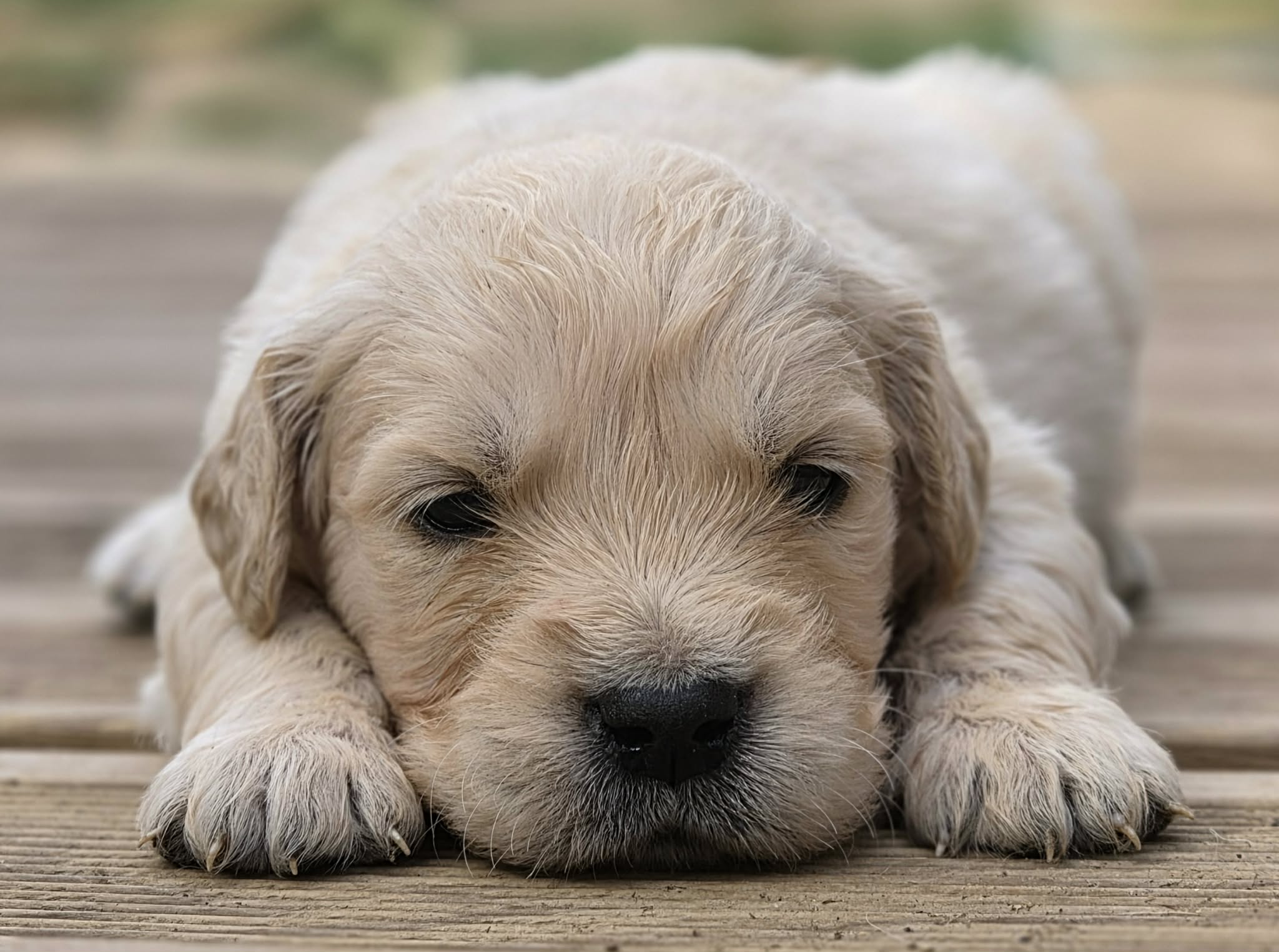 Marley