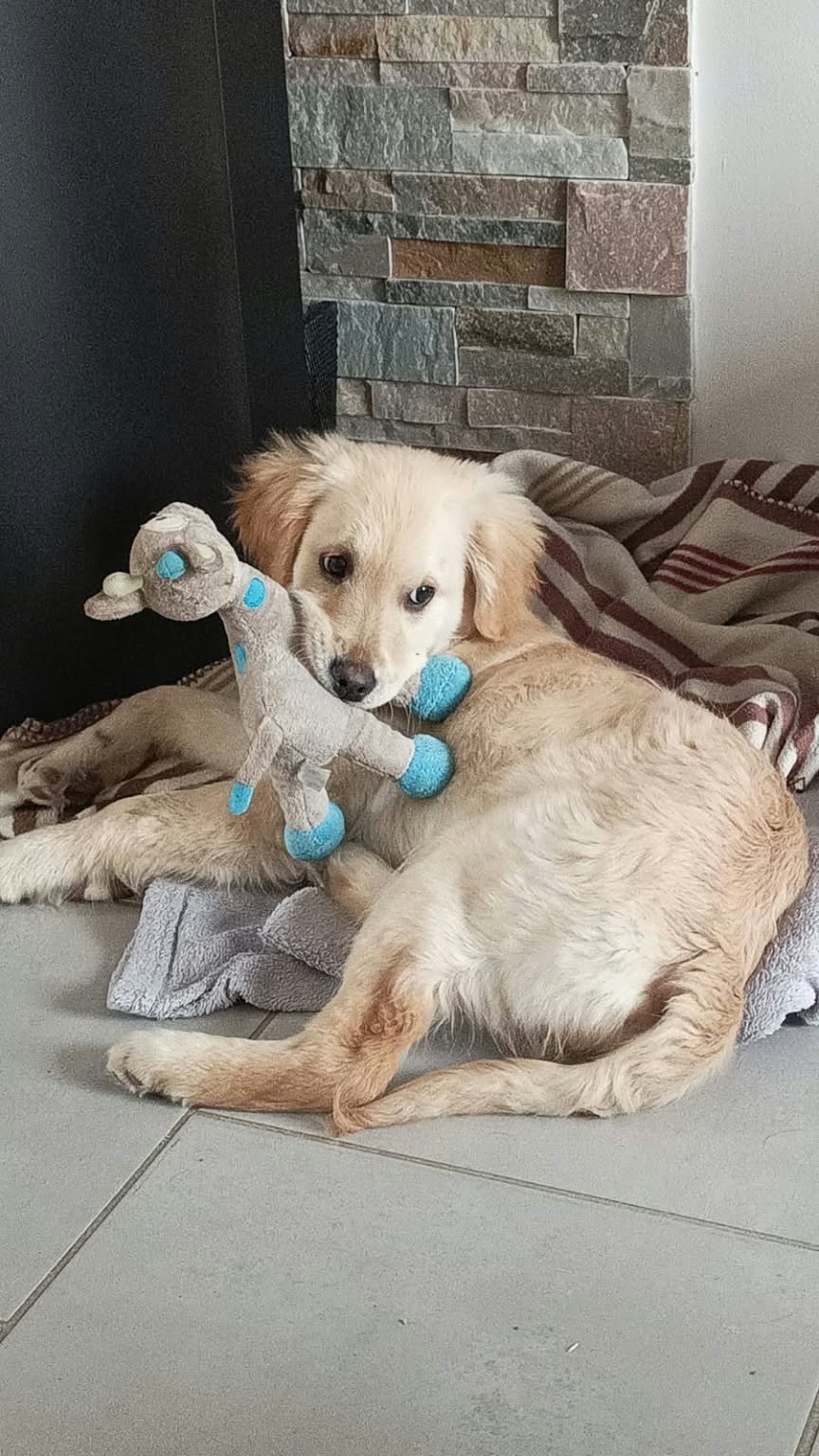 Chiot des Alizés de Maëlynn avec son jouet