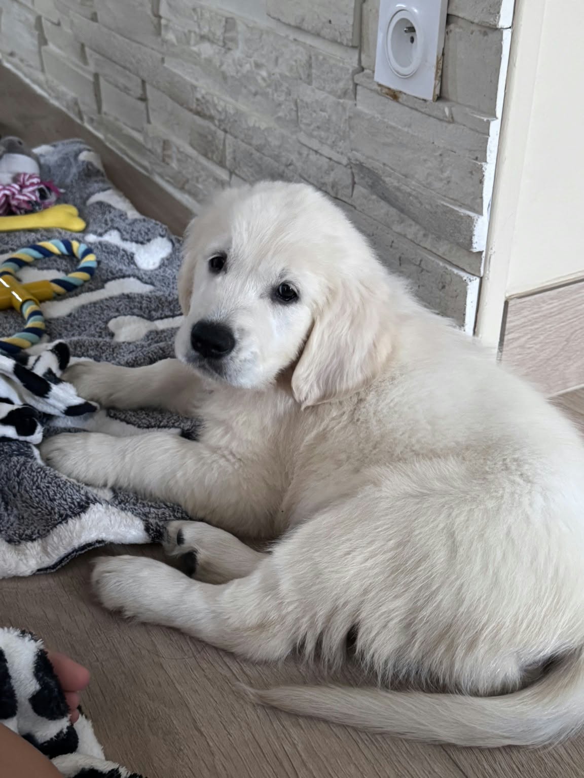 Chiot Golden Retriever partageant la vie de sa famille