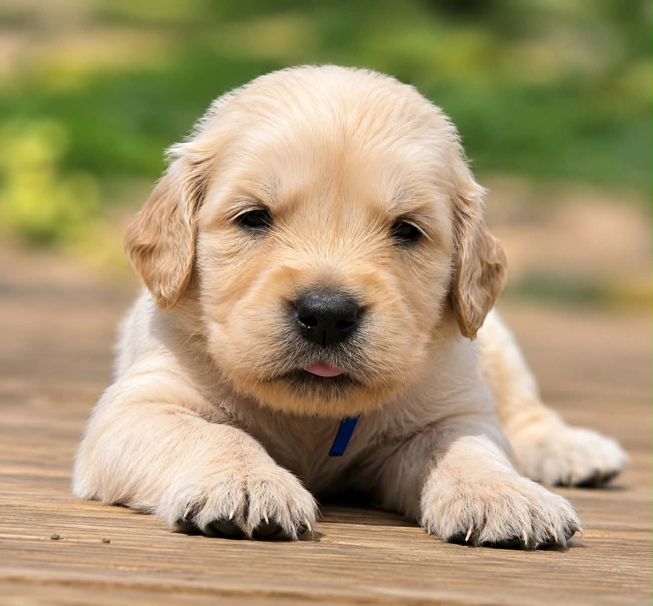Elvis