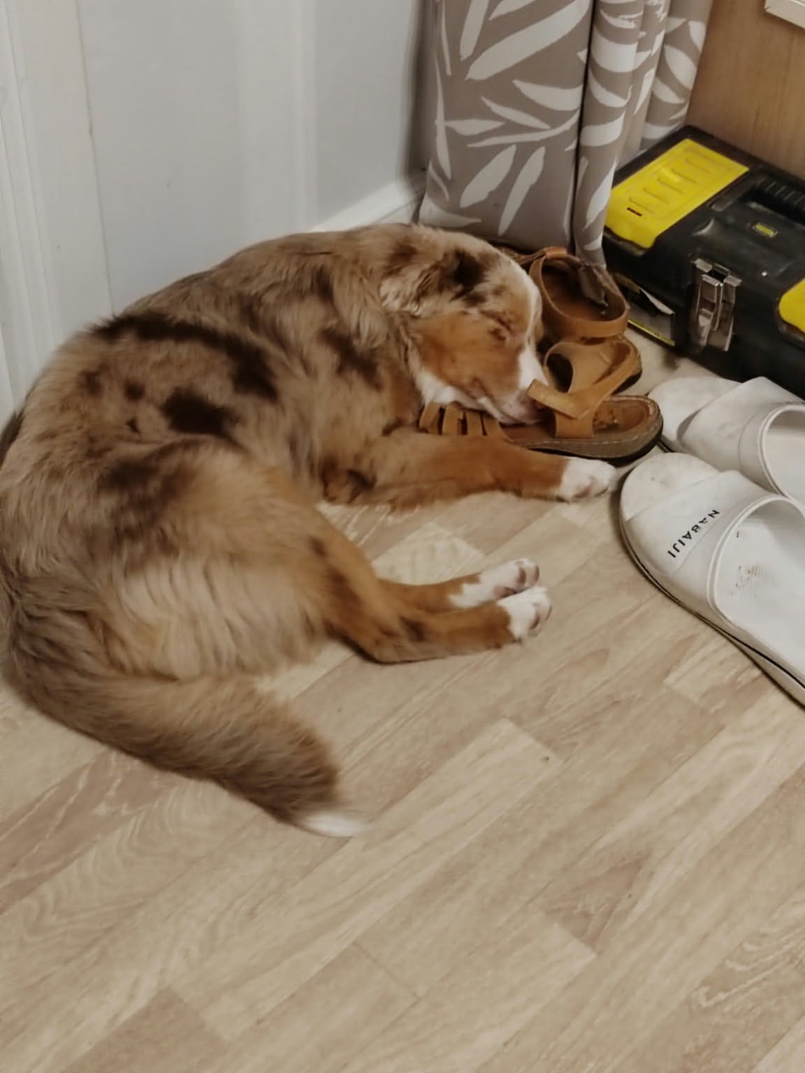 Chiot Berger Américain Miniature dans son nouveau foyer