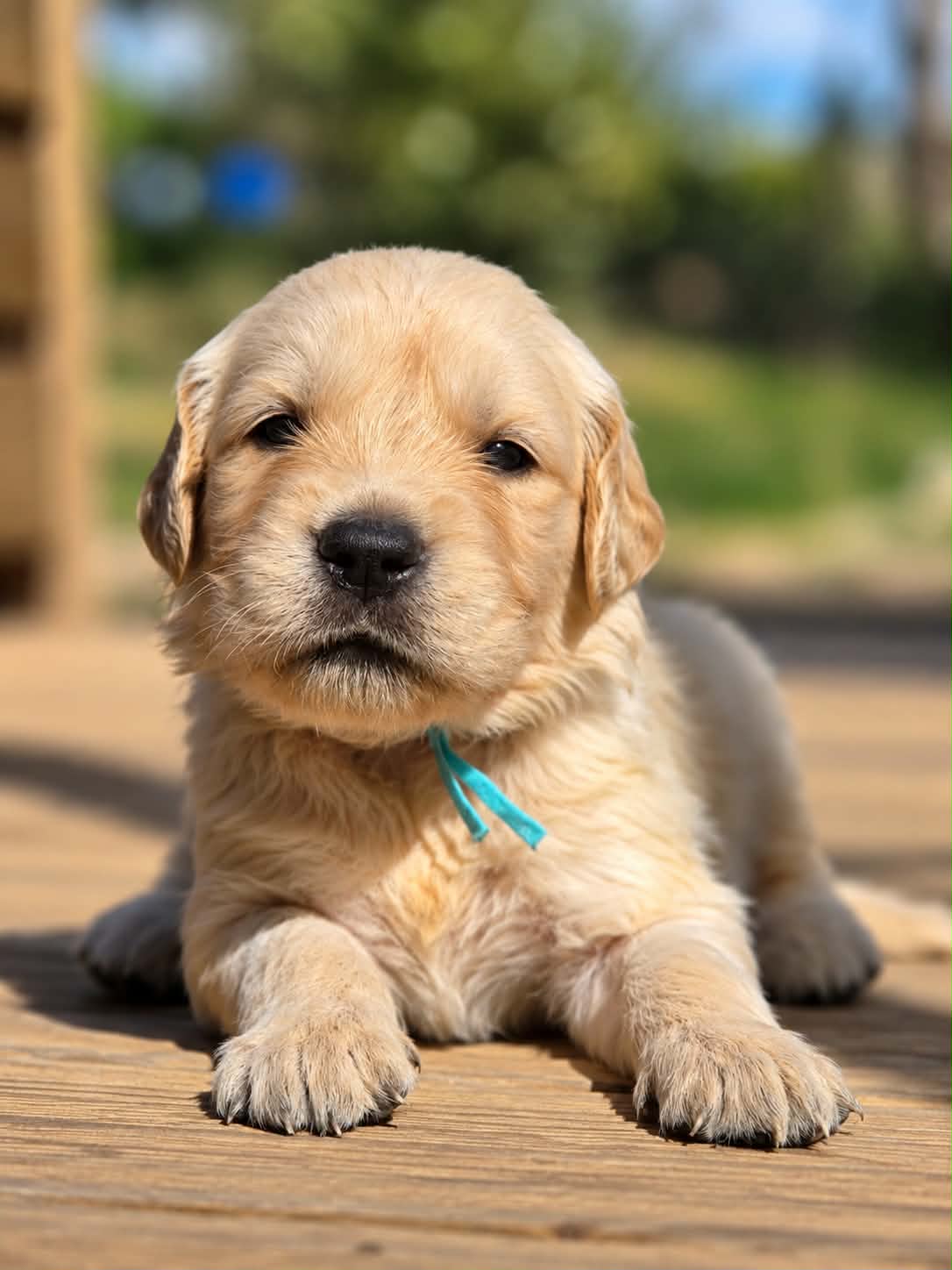 Bruce, chiot Golden Retriever