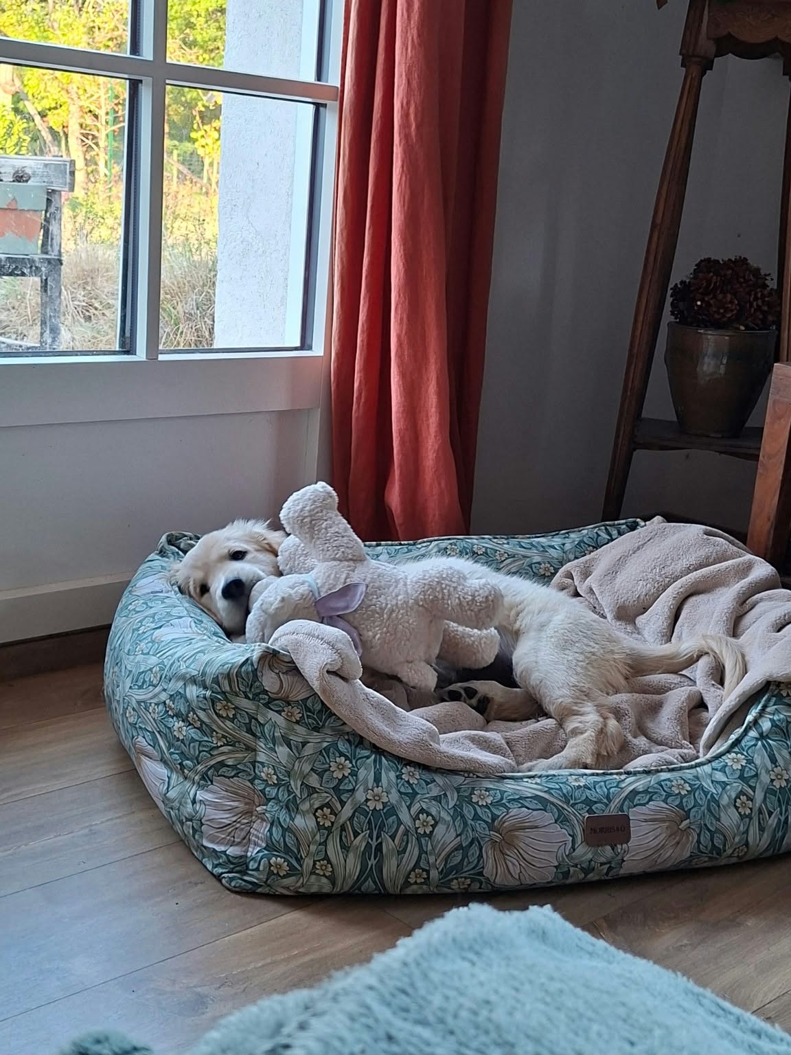 Un bébé des Alizés de Maëlynn heureux dans sa nouvelle famille