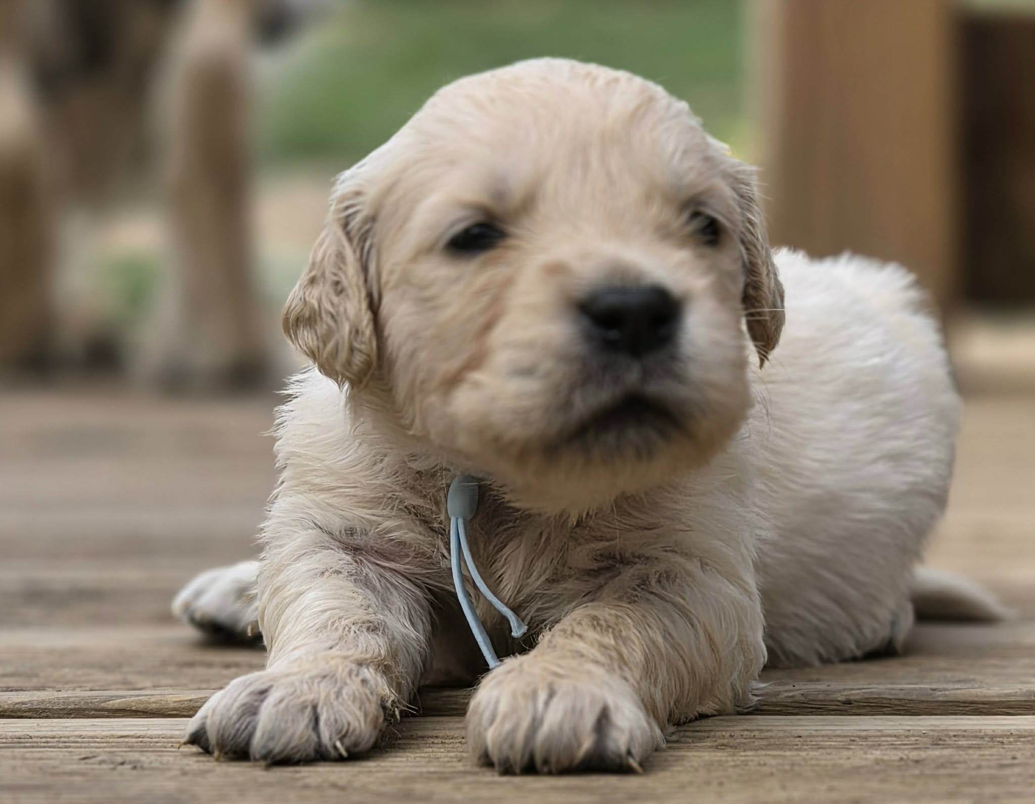 Marley