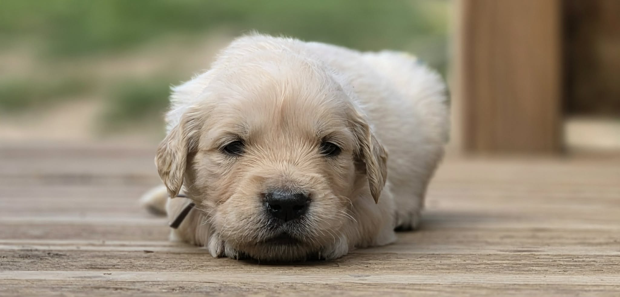 Ed, chiot Golden Retriever