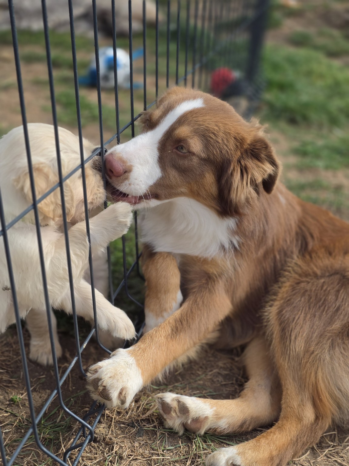 Boston avec un chiot Golden Retriever