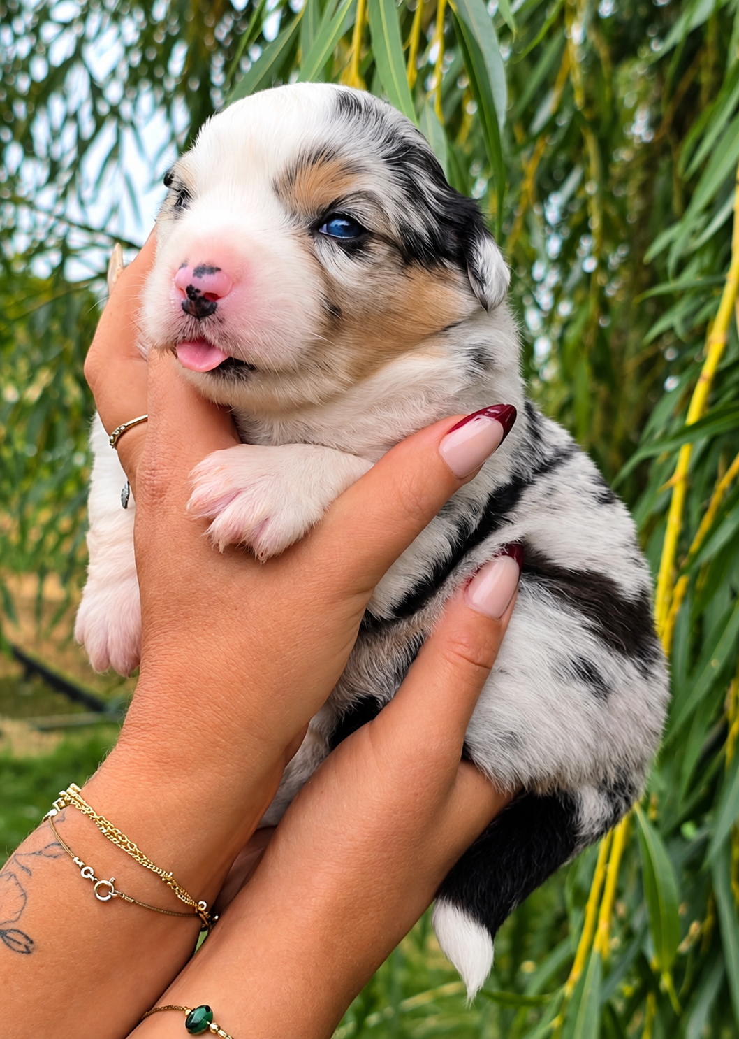 Stella