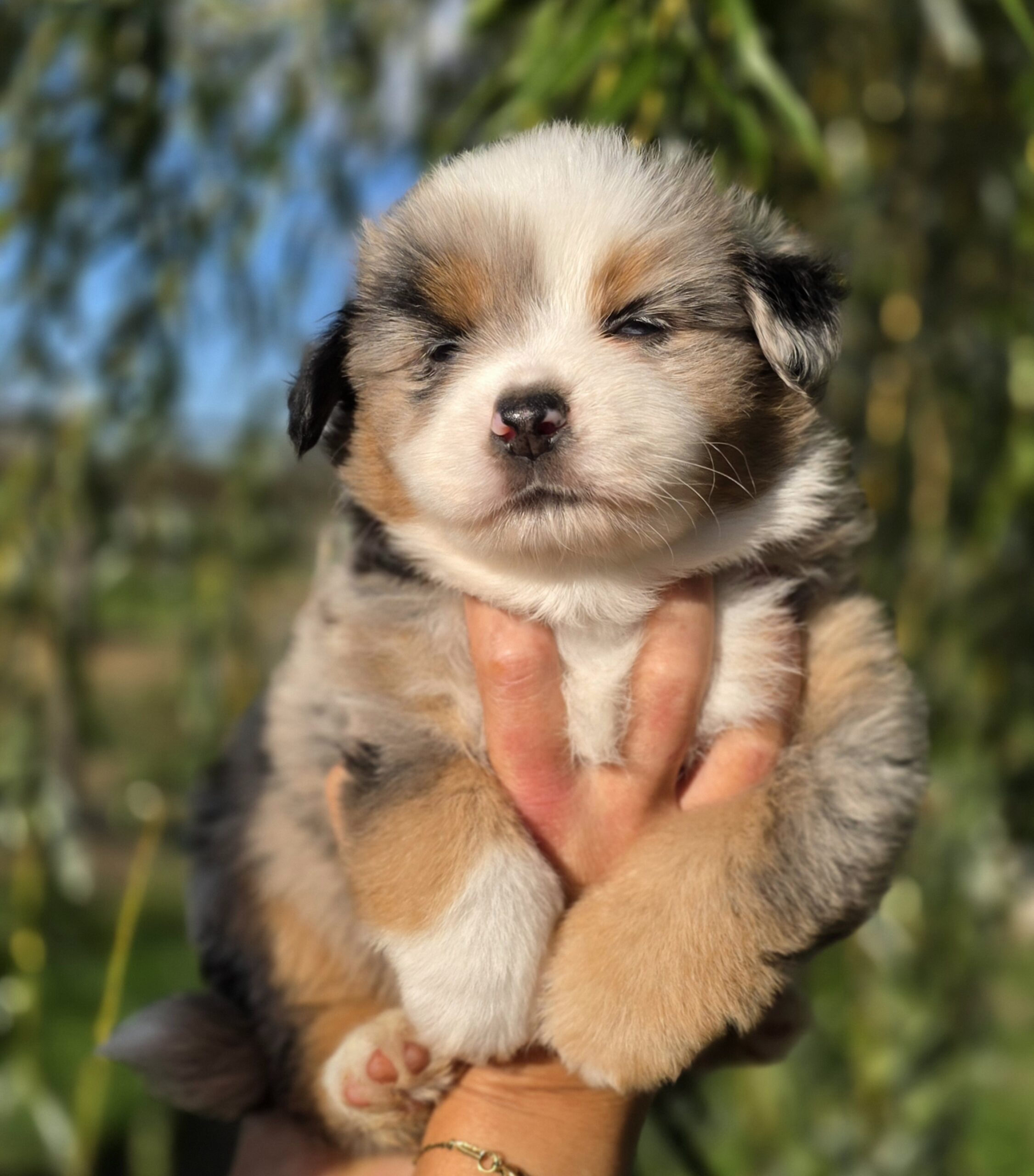 Brian May, chiot Berger Américain Miniature de la portée Happy et V’King