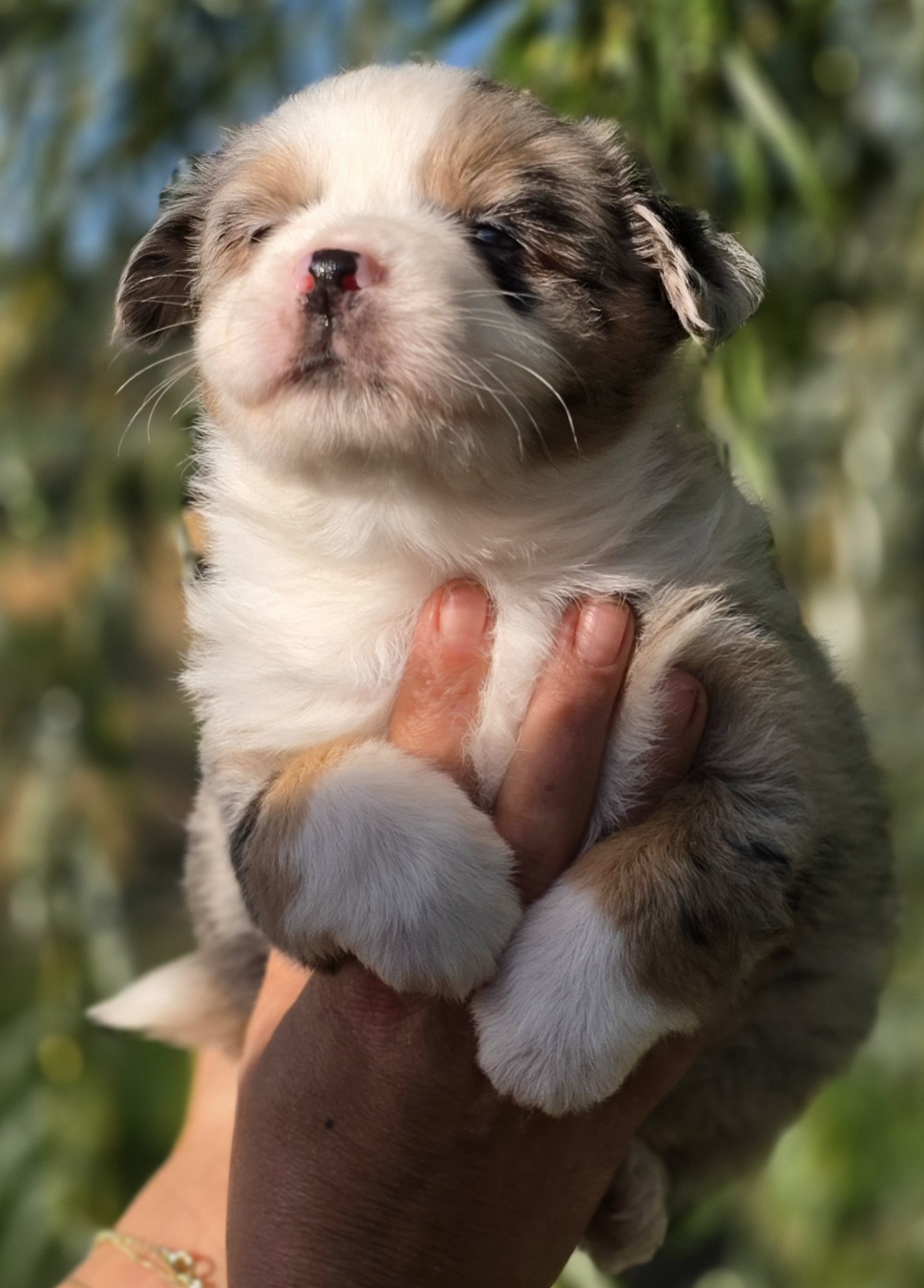 Barry White, chiot Berger Américain Miniature de la portée Happy et V’King
