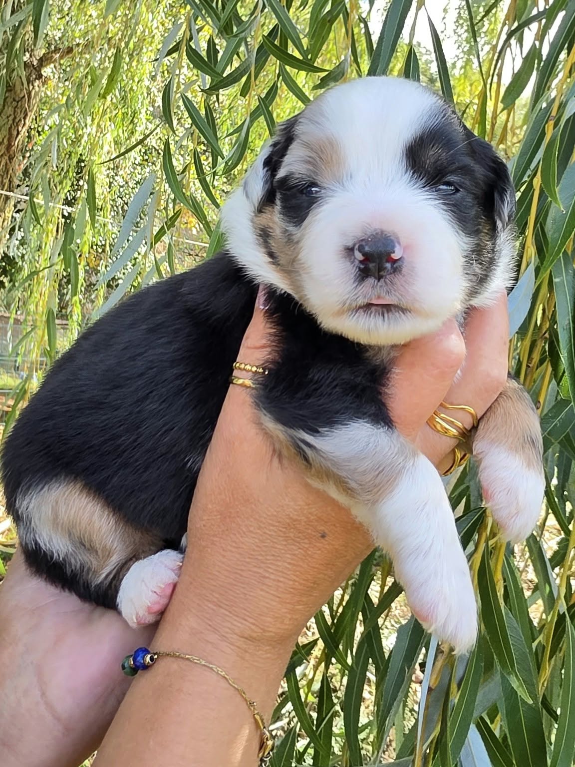 Bonnie Tyler, femelle Berger Américain Miniature bleu merle
