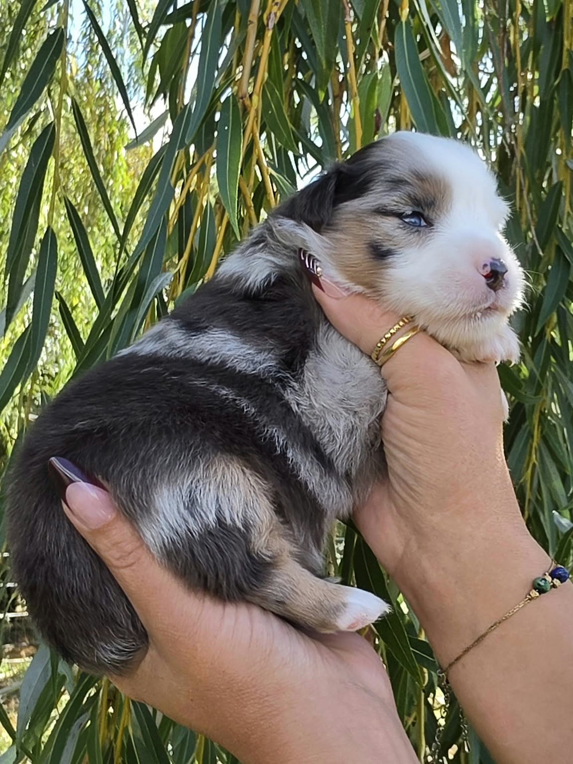 Billie Holiday, femelle Berger Américain Miniature bleu merle