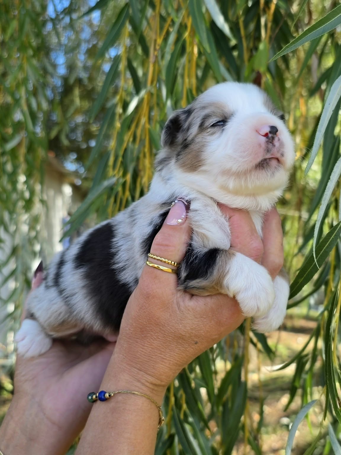 Barry White, chiot Berger Américain Miniature bleu merle