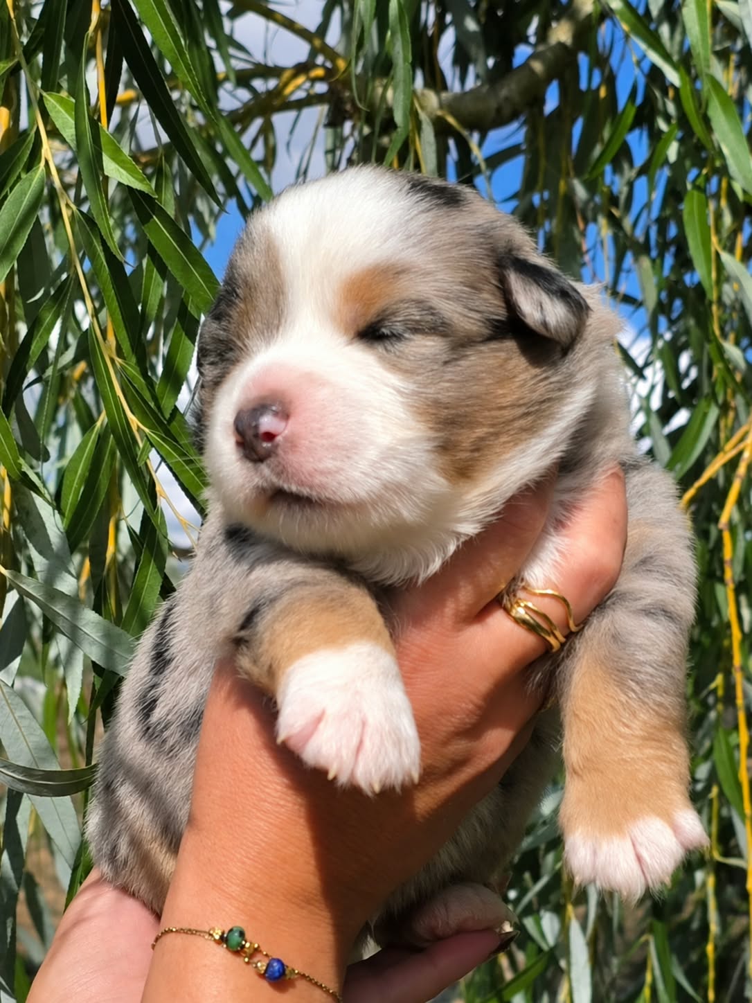Brian May, chiot Berger Américain Miniature bleu merle